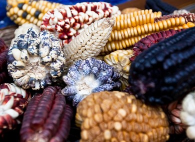 Genetically modified maize varieties will be approved for use in the EU and Ireland