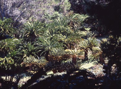 Capetown, South Africa. Kirstenbosch National Botanic Gardens.
