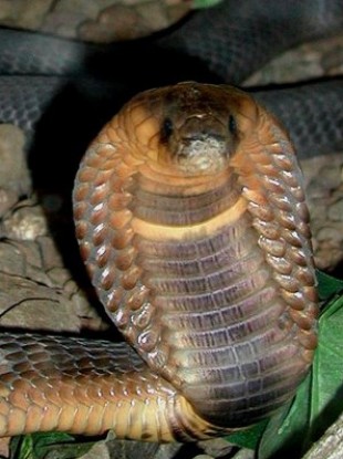 An adult cobra snake
