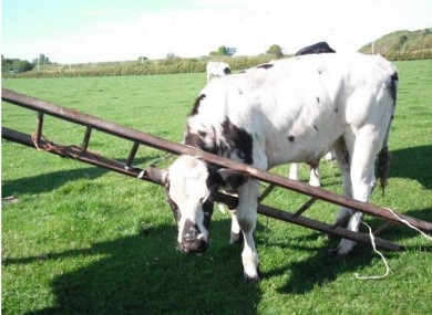 The unfortunate Belgian Blue bullock got himself into a right pickle.