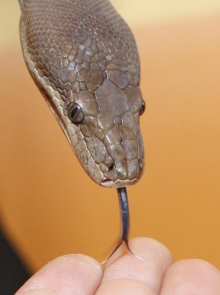 File photo of a snake