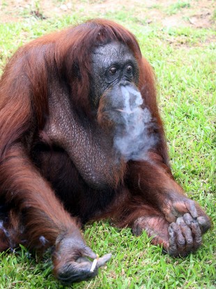 Do they do patches for orangutans?