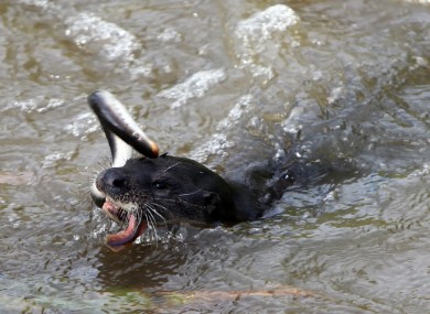 Floods aren't all bad: a rarely-seen Liffey Otter wrestles with an eel, as the swollen waters of the Liffey made for easy fishing.