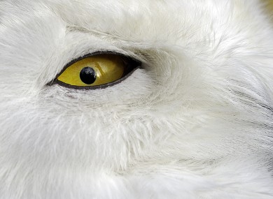 I've got my eye on you: a snowy owl keep tabs on a photographer at the zoo in Gelsenkirchen, Germany.