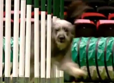 Winnie - aka 'Hairy Havoc' - rounds the bars during her time trial at the Crufts dog show over the weekend.