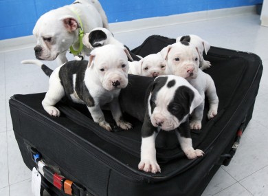 The litter of six English bulldog puppies and their mother.