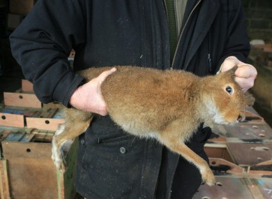 John O Dwyer is pictured holding a hare in the pen at the Hare Coursing Finals at Powerstown Park, Clonmel, Co Tipperary in 2010
