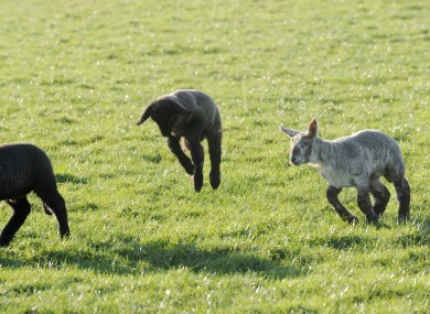 Baa