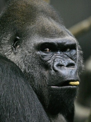 A western lowland gorilla munches on a monkey chow biscuit in Chicago Zoo.