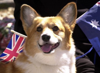 A corgi, but not 'Monty' who passed away at the weekend.