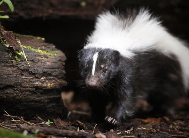 An actual skunk (File photo)