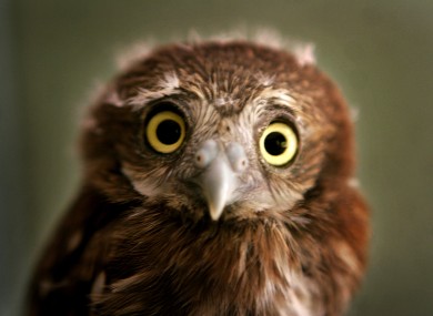 Rescued! This one-month old was brought to Managua's national zoo after falling from its nest at a construction site.