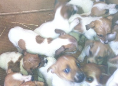Some of the puppies