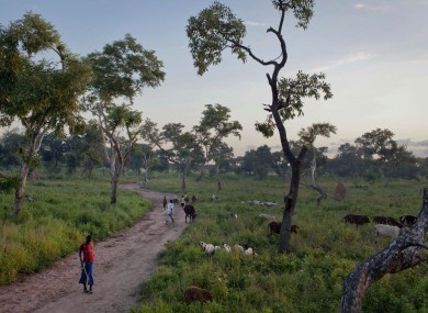 A man watches over his cattle and goats as they graze in Yida camp, South Sudan, Sunday, Sept. 16, 2012. Yida refugee camp is home to thousands of people.