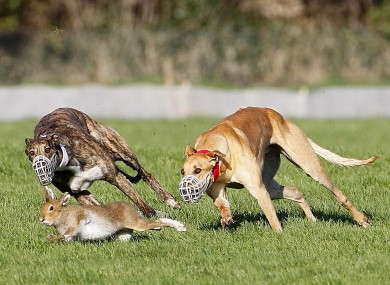 Hare coursing during the National Hare Coursing Championship meeting last year.