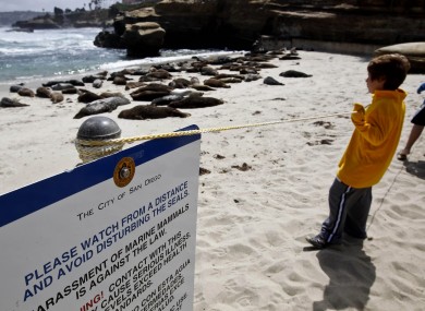 FILE - In this May 29, 2011, photo visitors watch harbor seals lay on the sand along La Jolla beach known as Children's Pool in San Diego.