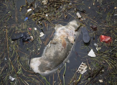 A dead pig floats in the river on the outskirts of Shanghai
