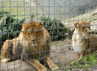 CousCous, the lion involved in the attack. He was shot dead so emergency services could reach the victim.