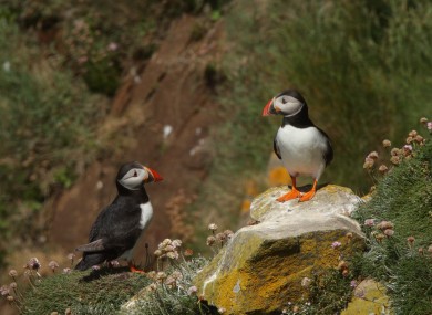 Puffins on the Saltee Islands.