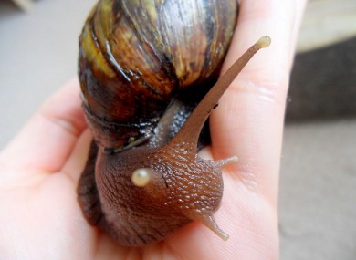 Giant African land snail.