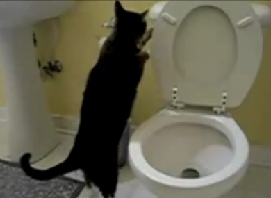A cat flushing a toilet, as seen on YouTube