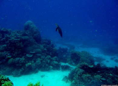 The Great Barrier Reef