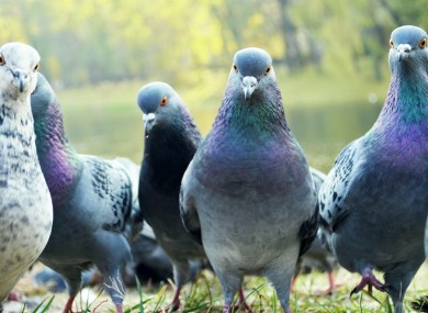 Pigeons: not to be messed with, or flown into.