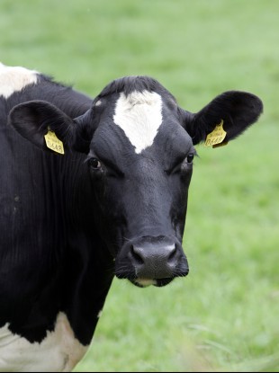 Under Food Harvest 2020, milk production is slated to increase by 50 per cent, while the value of beef output should grow by 20 per cent.