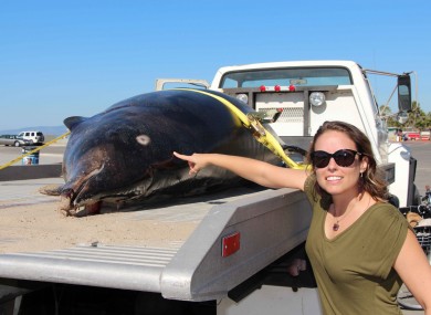 Heather Doyle, director of the Heal the Bay's Santa Monica Pier Aquarium pointing out shark bites found on the beached Stejneger's Beaked Whale.
