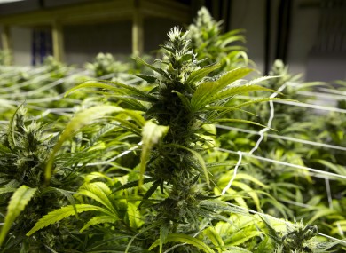 Cannabis plants (File photo)