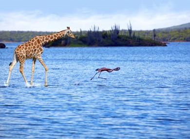 A giraffe and a flamingo. Yes, this picture exists.