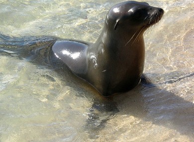 A wild sea lion.