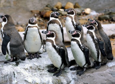 Humboldt penguins at another wildlife centre