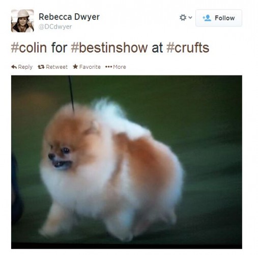 colin the pomeranian colin the pomeranian was robbed at crufts and here s why colin the pomeranian colin the pomeranian was robbed at crufts and here s why