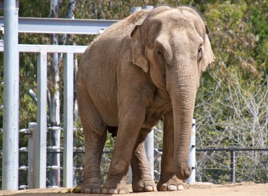This is an elephant, much like the one that destroyed this house