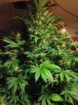 Cannabis plants (file photo)