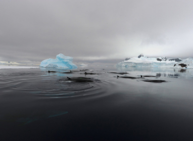 A group of Antarctic minke whales which have been making the mysterious sound.