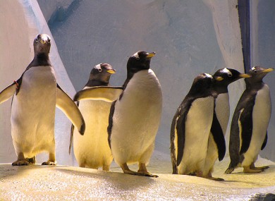 The penguin enclosure at Dingle Oceanworld.