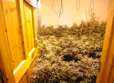 The cannabis plants seized.