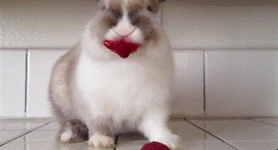 bunnyeat2.gif