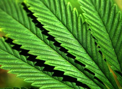 A generic photo of a Cannabis plant.