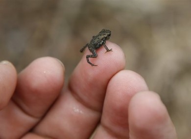 A baby toad