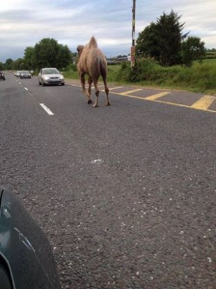 A camel walks along the wrong lane of traffic at Fermoy, Co Cork on 2 July.