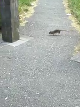 Rat in Glenfield estate.