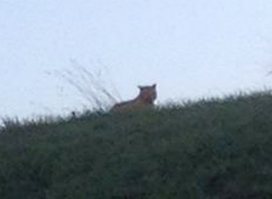 In fairness, it does just look a bit like a house cat.