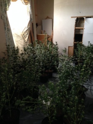 One of the cannabis growhouses uncovered on Saturday.