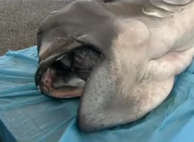 this incredibly rare megamouth