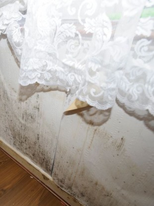 Mould in an apartment at Dolphin House