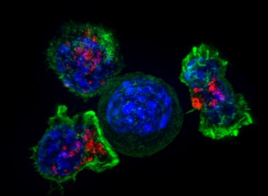 T-cell
