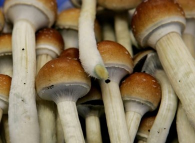 File photo of magic mushrooms